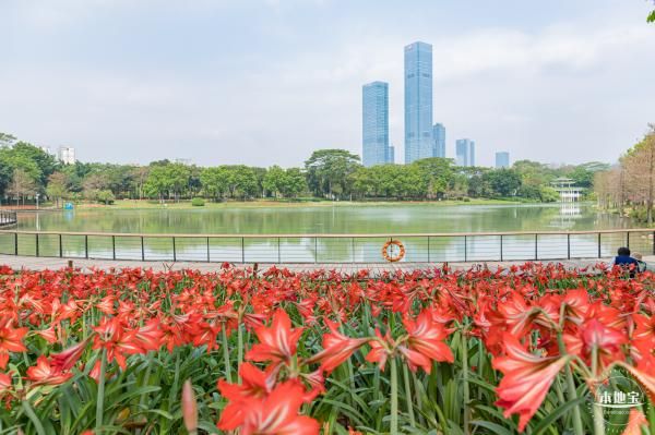 深圳中心公园朱顶红花海位置(在哪里 怎么去)