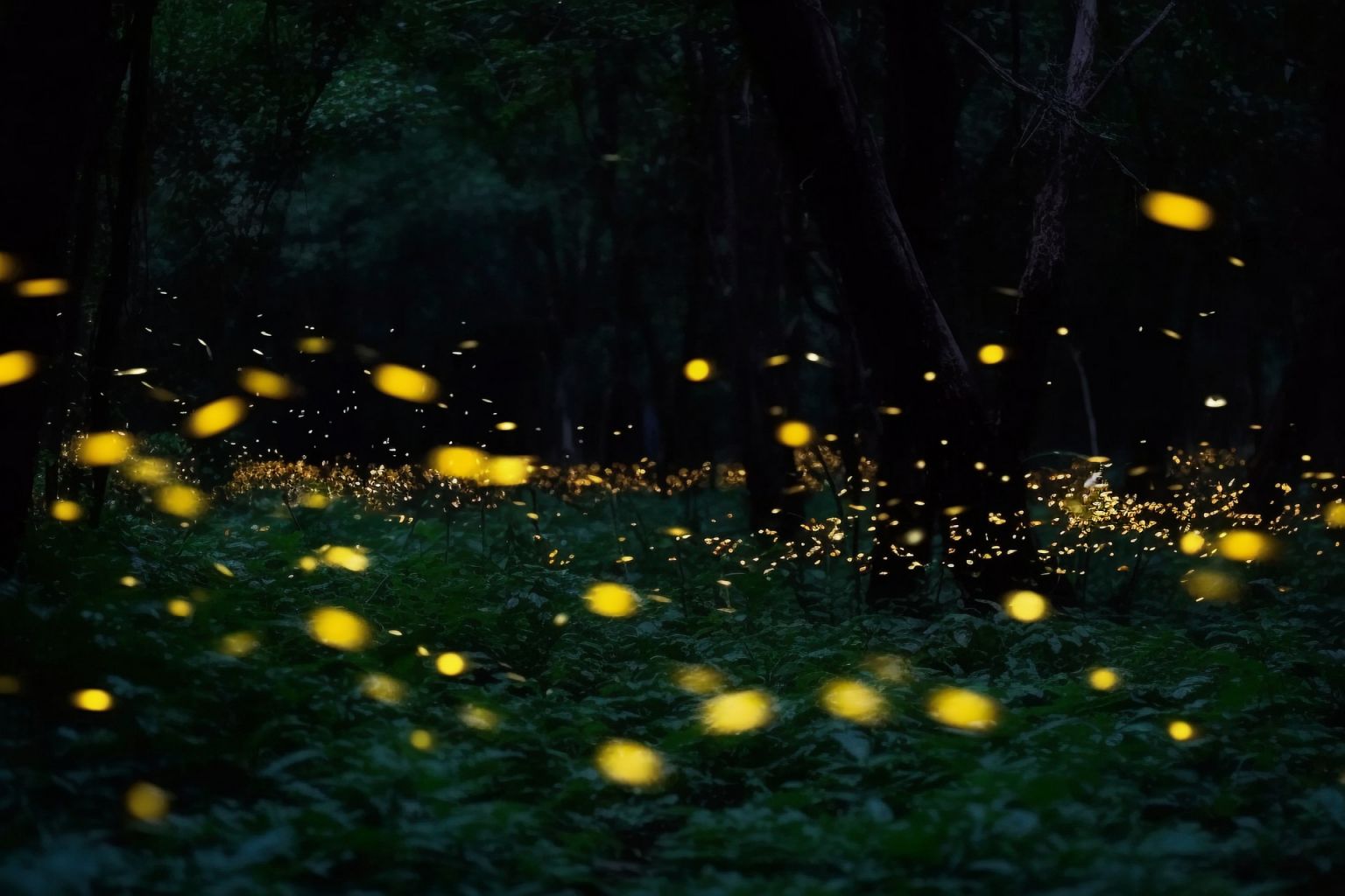 深圳西涌国际暗夜社区萤火虫观赏攻略(时间+地点+交通)