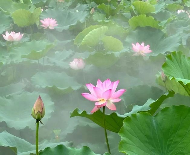 深圳荷花公园进入盛花期！地铁直达！