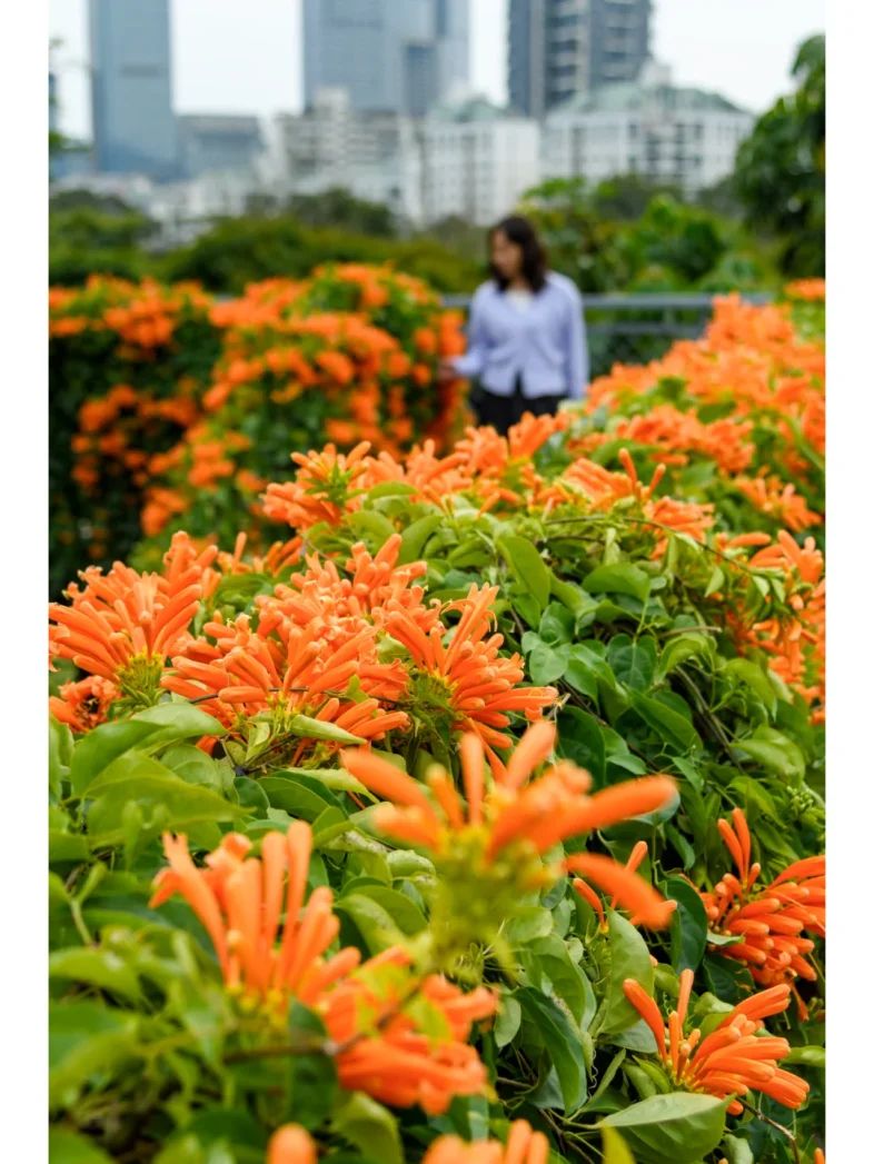 2026深圳春节赏花好去处汇总(时间+地点)
