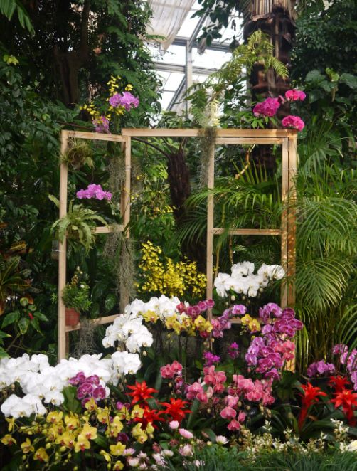 74热带兰花花期:1月到3月地点:武汉植物园景观温室介绍:热带兰花花