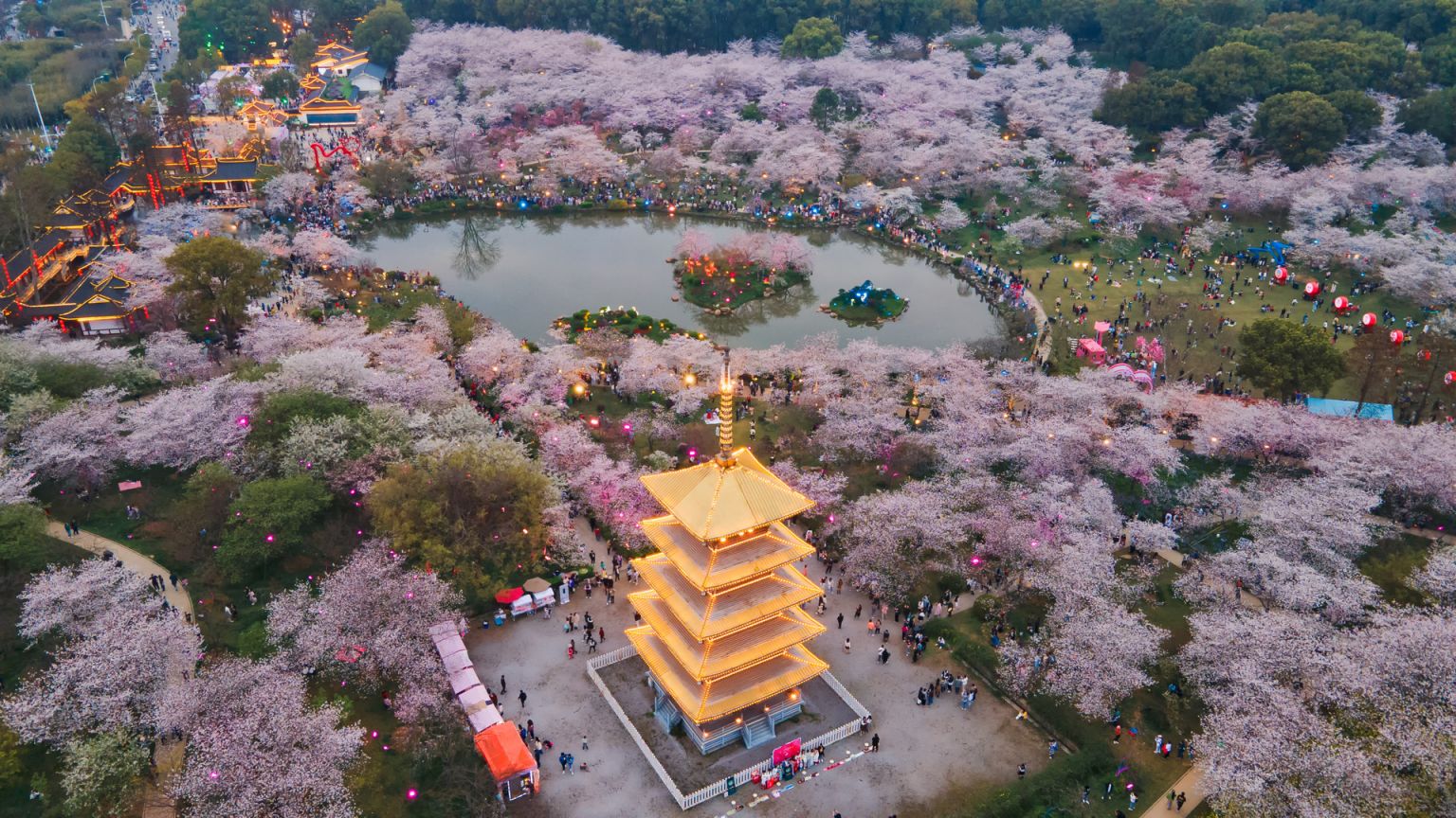 2024武汉赏花好去处及主题活动汇总- 武汉本地宝