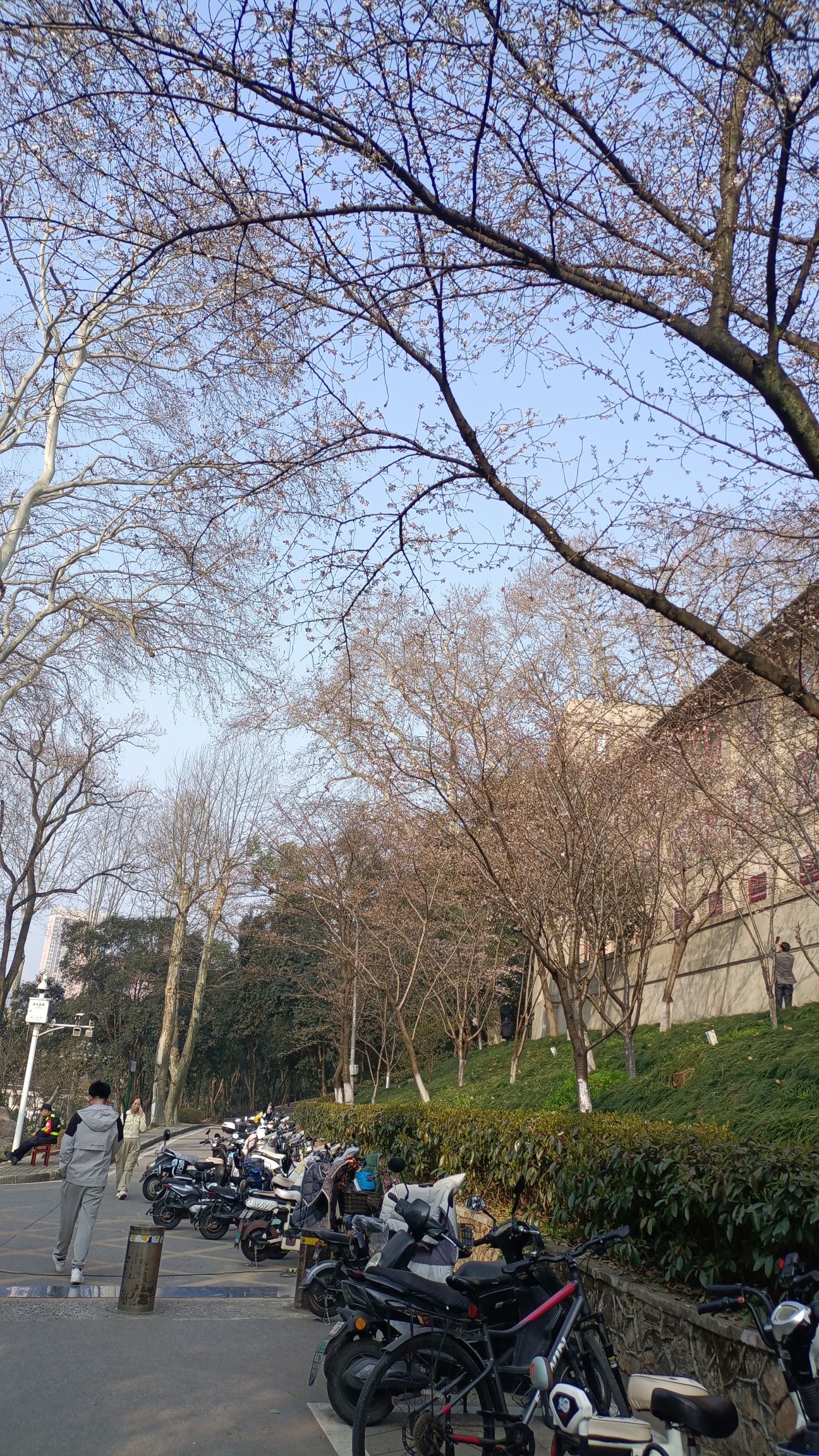 武汉主要赏樱点现状东湖樱花园目前早樱全部开放,预计到本周末是早樱