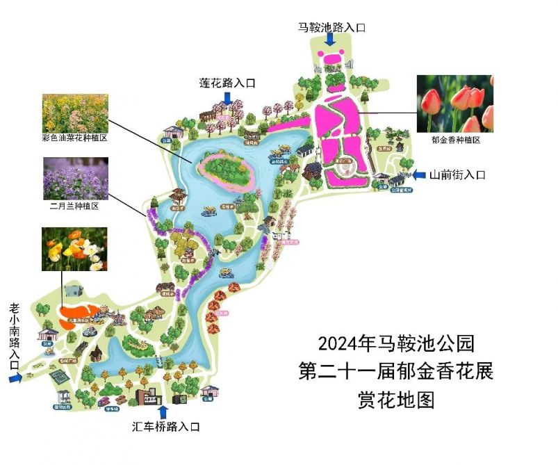 2024温州鹿城马鞍池公园郁金香赏花攻略 2024温州鹿城马鞍池公园