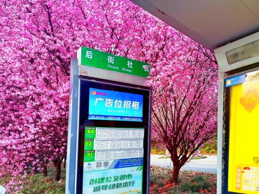 许昌最美樱花公交站点是哪个