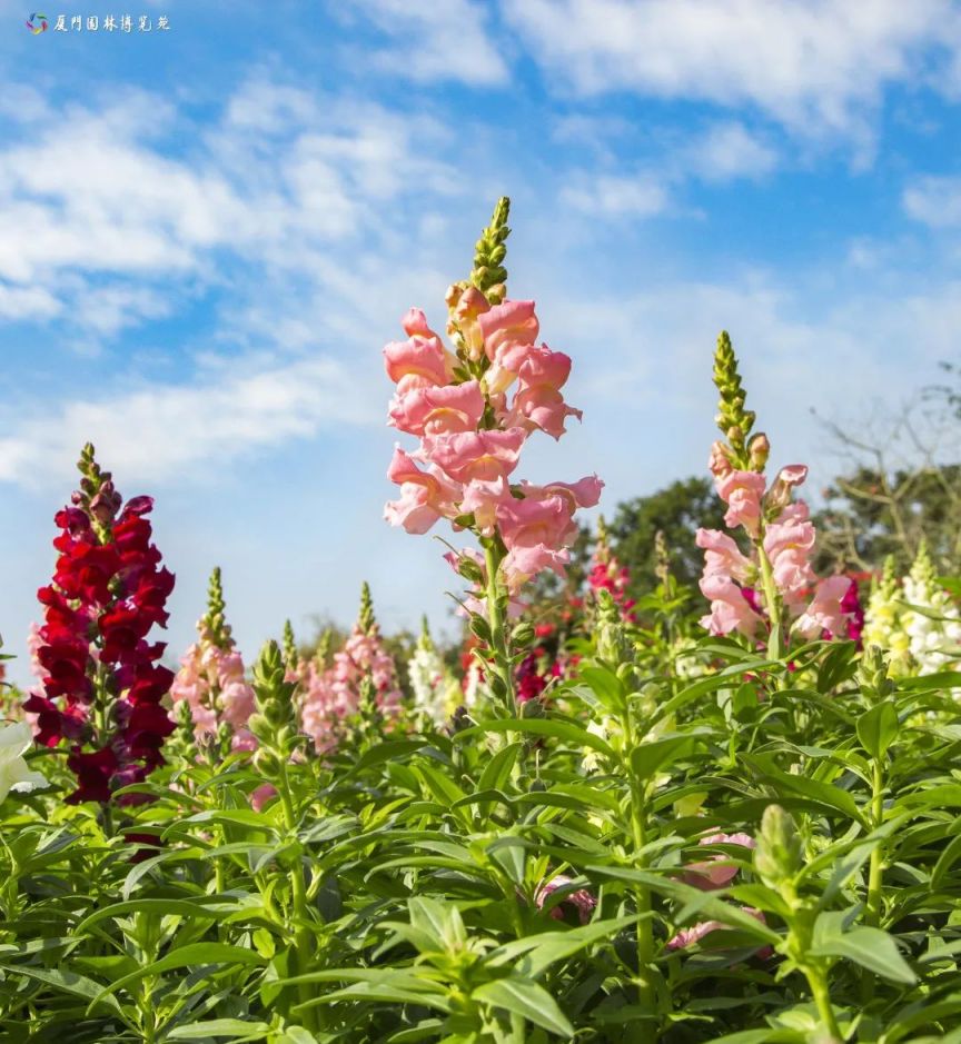 廈門園博苑金魚草花海觀賞指南(花期 門票 交通)- 本地寶