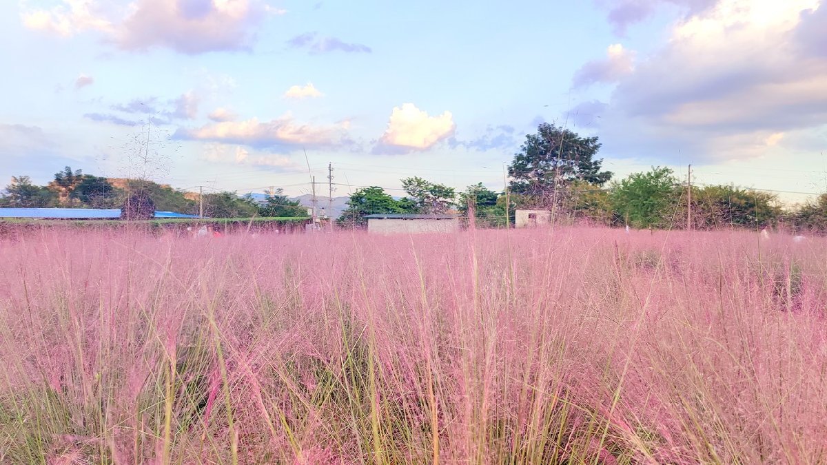 2023珠海粉黛亂子草賞花最佳時(shí)間