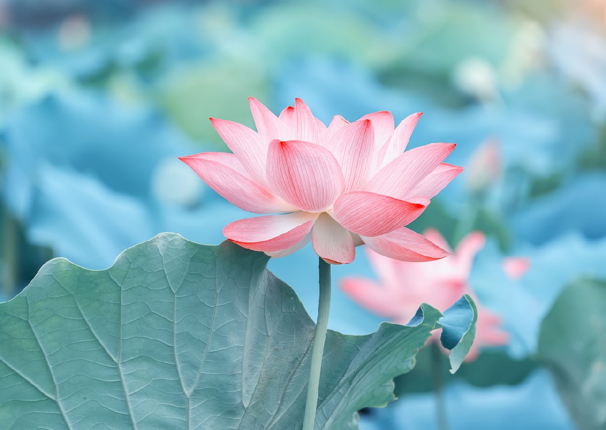 珠海哪里有荷花池？附花期