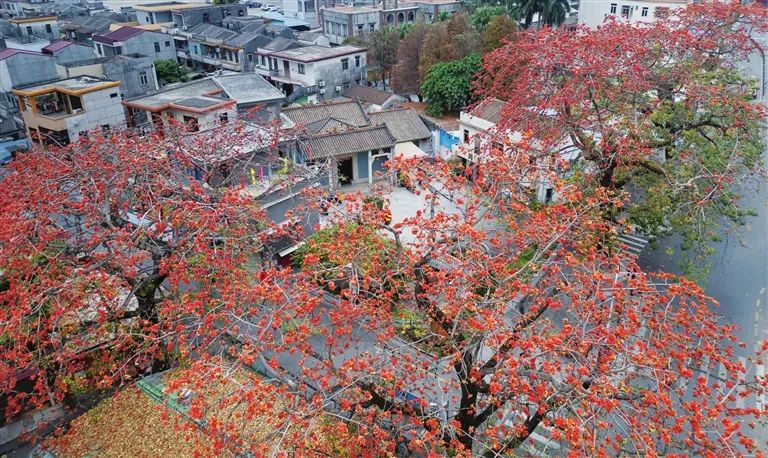 2026中山红木棉赏花地点推荐