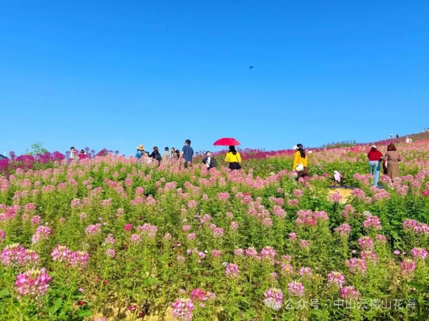 2026中山云梯山花海赏花攻略