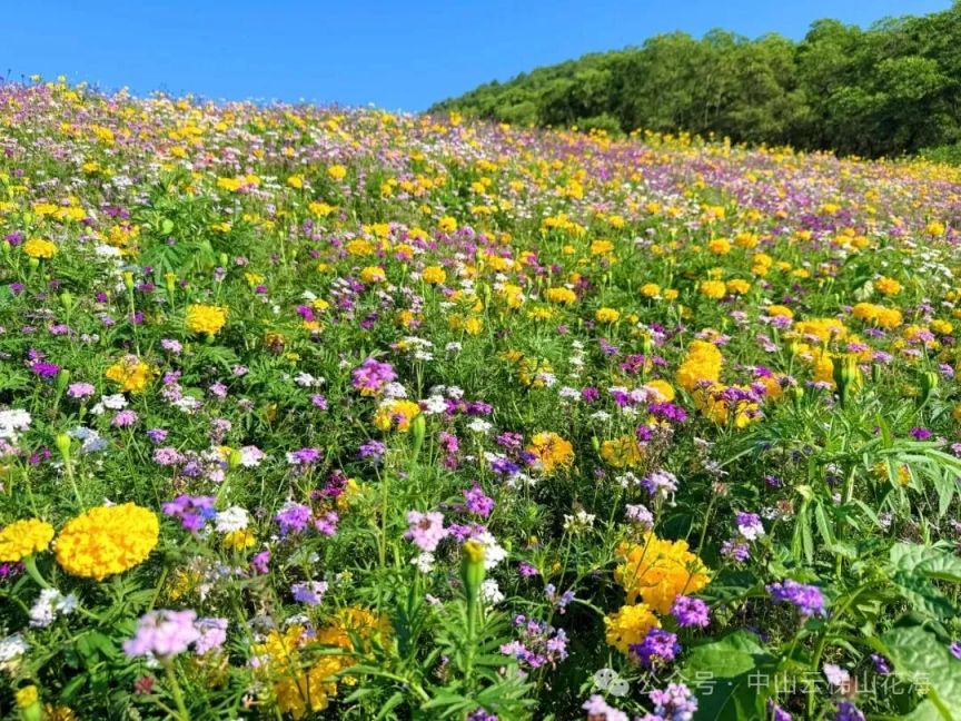 2026中山云梯山花海赏花攻略